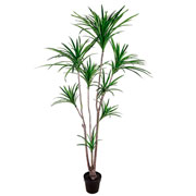 Árvore dracena Marginata verde 95 cm 