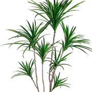 Árvore dracena Marginata verde 95 cm 