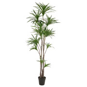 Árvore dracena Marginata verde 2,52 metros 