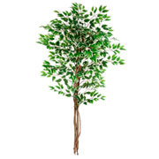 Arvore ficus lyrata toque real verde 1,5 metros 